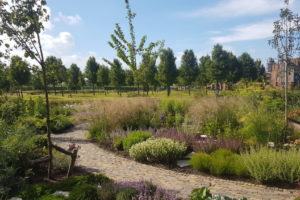 vaste planten tuin